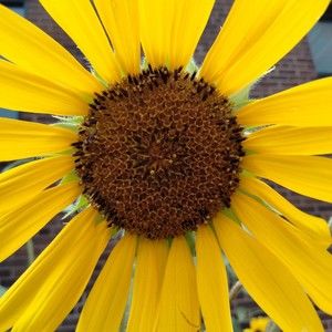 Meet your Posher, Addie